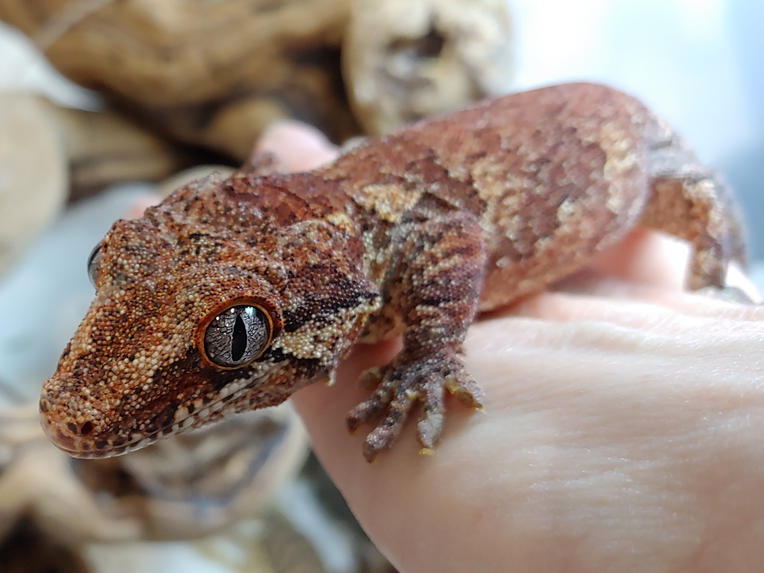 Last Reduction... Adult Phantom Eye Red Based Retic! Gargoyle Gecko by