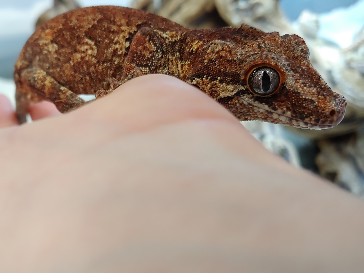 Last Reduction... Adult Phantom Eye Red Based Retic! Gargoyle Gecko by