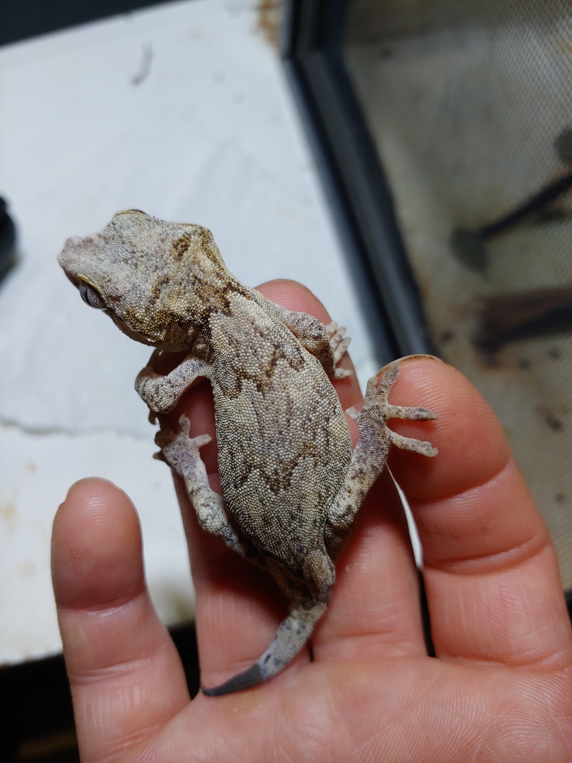 Probable Red/pink Based Phantom Eye Banded Retic Gargoyle Gecko by Kats
