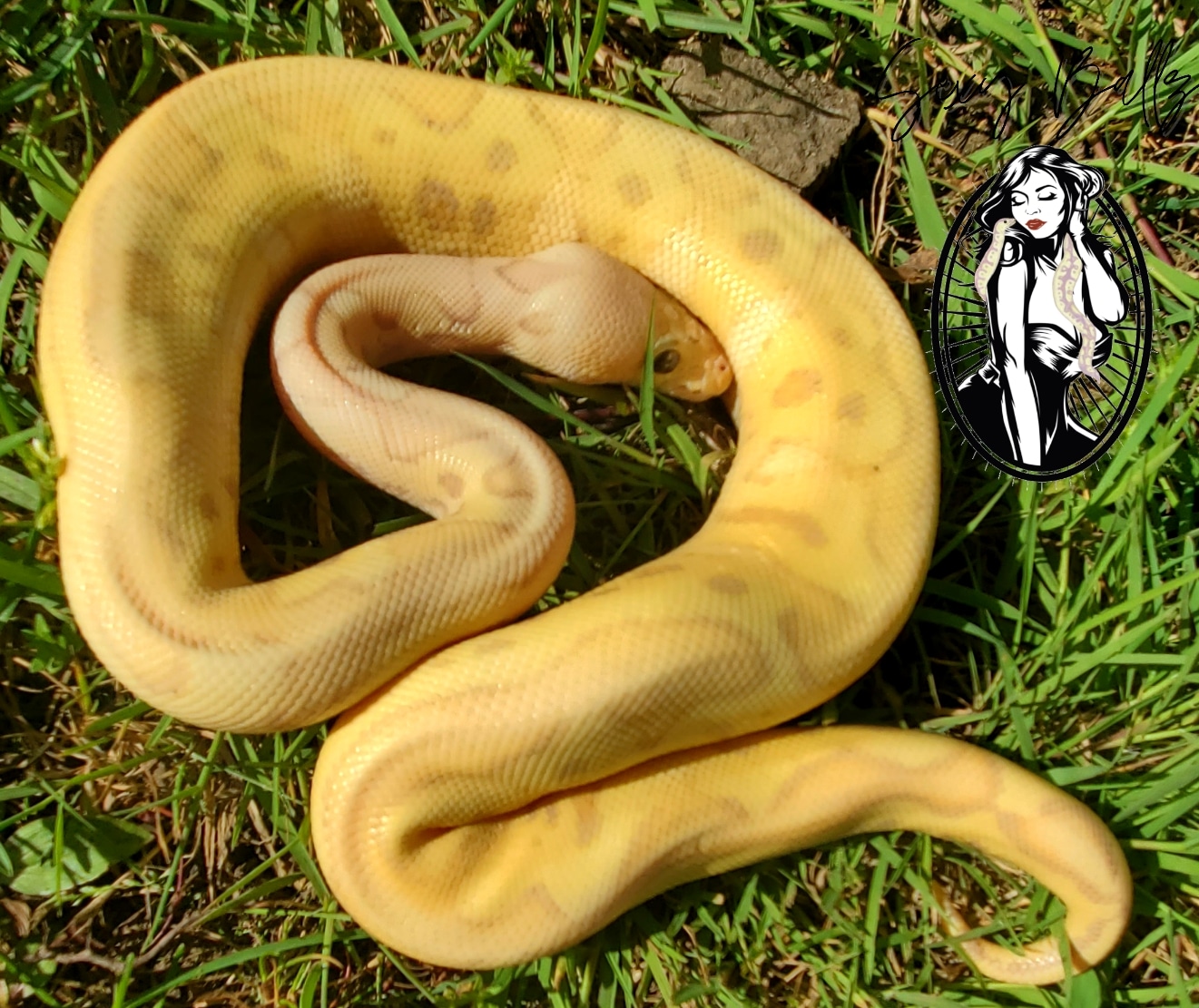 Banana Pastel Clown Ball Python by Sexy Ballz - MorphMarket