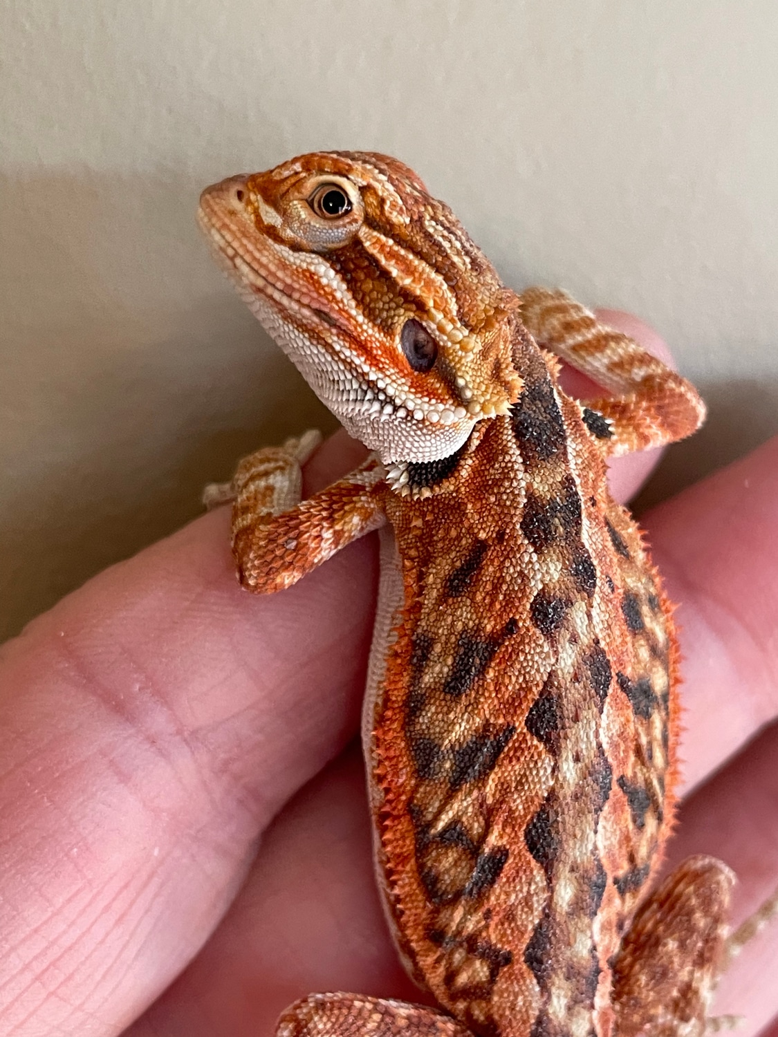 Double Het Central Bearded Dragon by Kawartha lakes dragons & imports