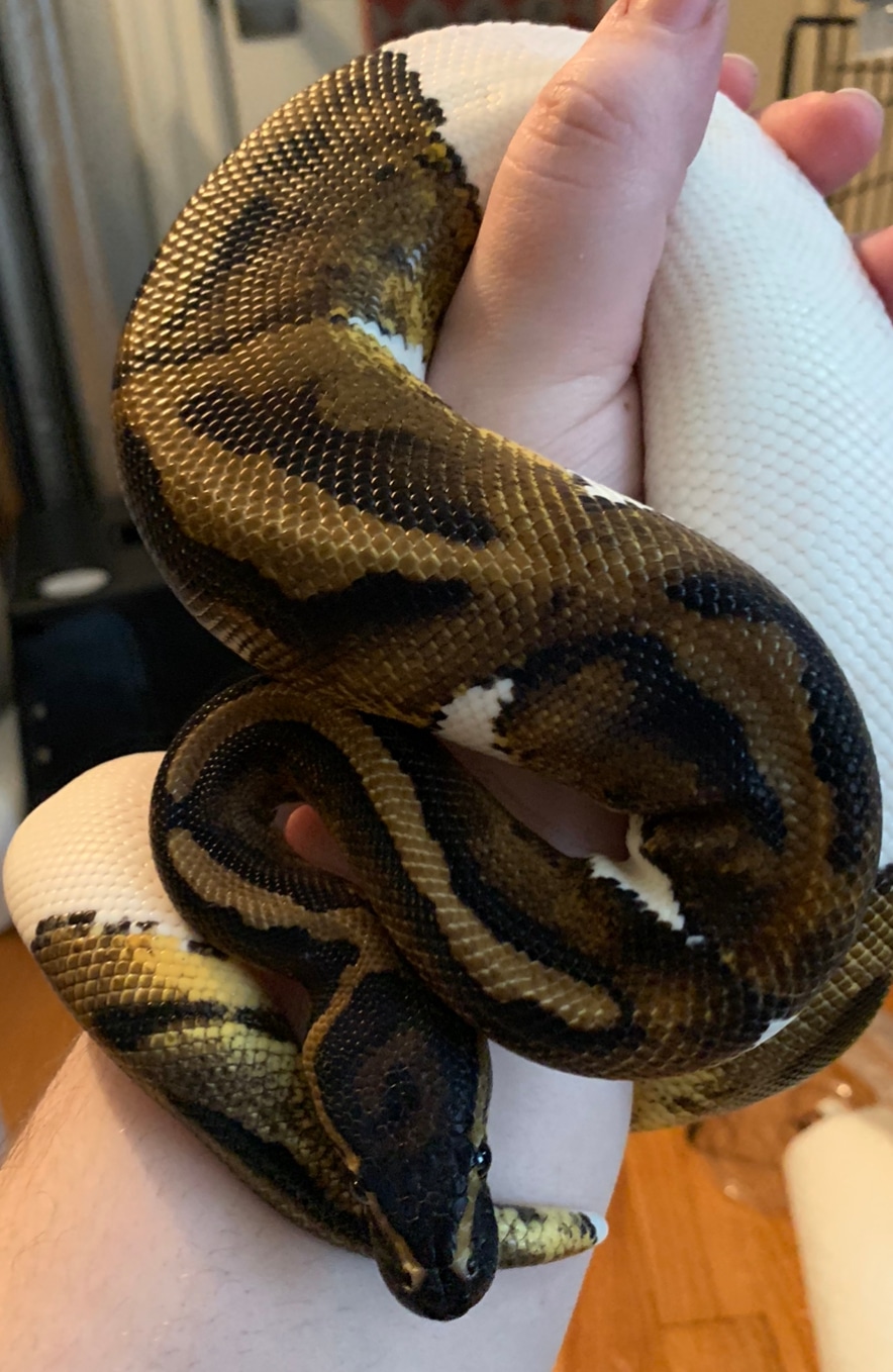 Pie Bald 100% Het VPI Axanthic Ball Python by Rocky Hill Geckos ...