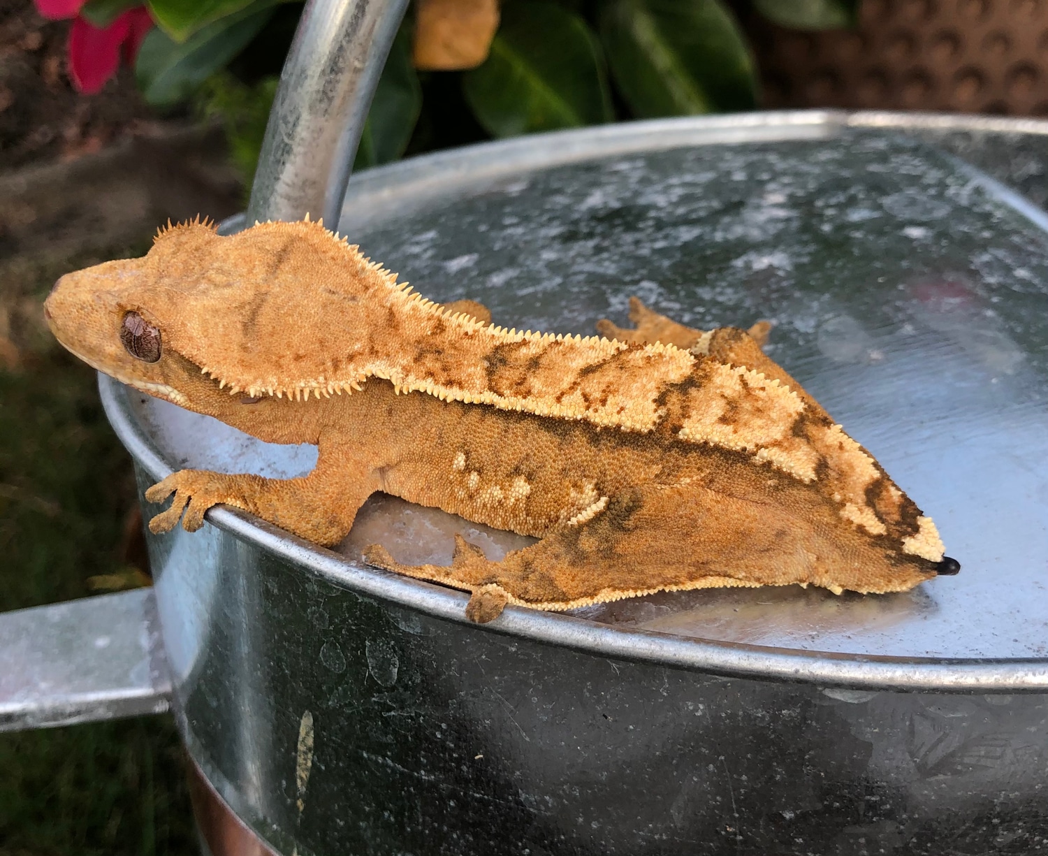 Creamsicle Crested Gecko by Memphis Morphs MorphMarket