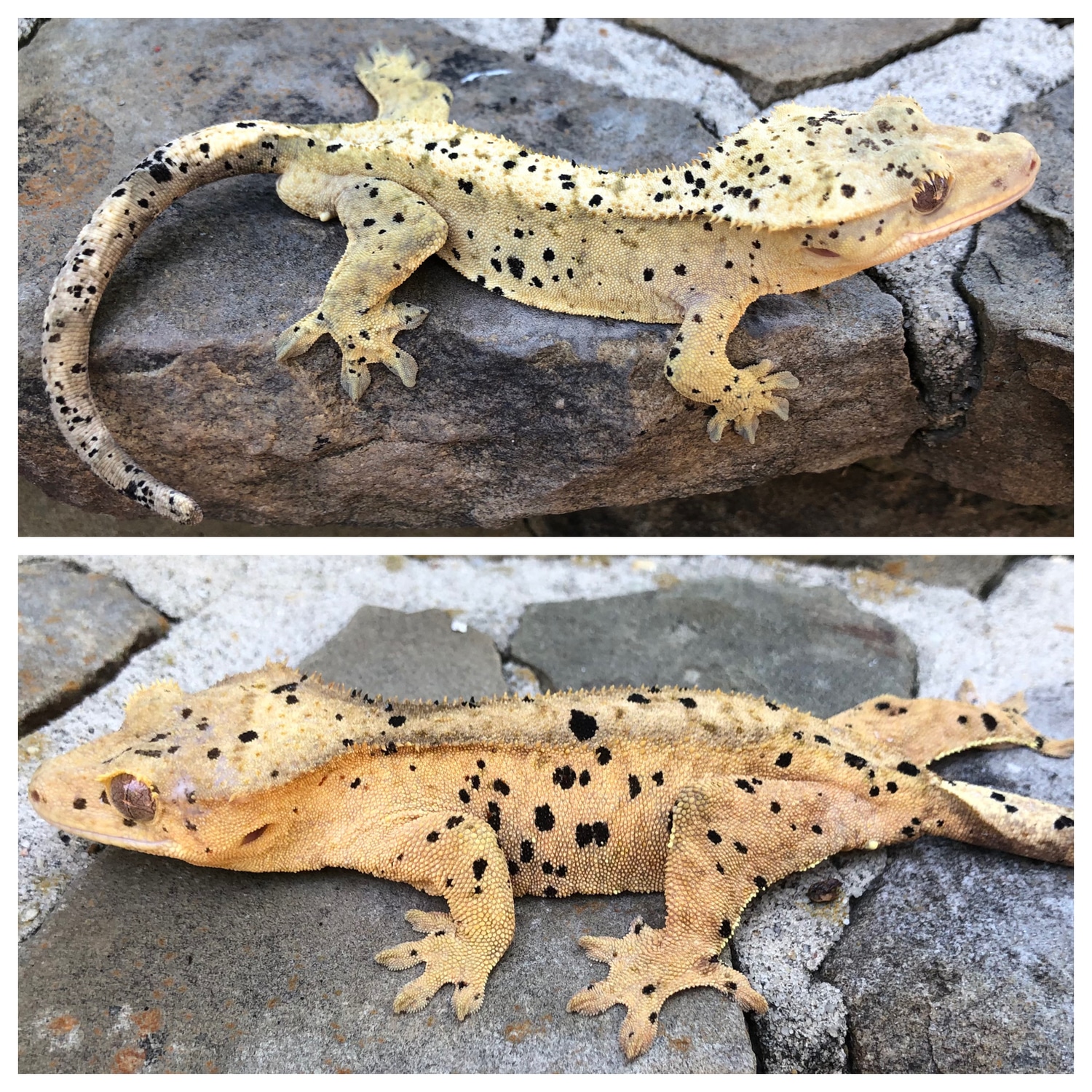 RTB Super Dalmatian Pair Crested Gecko By Memphis Morphs MorphMarket rtb-super-dalmatian-pair-crested-gecko-by-memphis-morphs-morphmarket