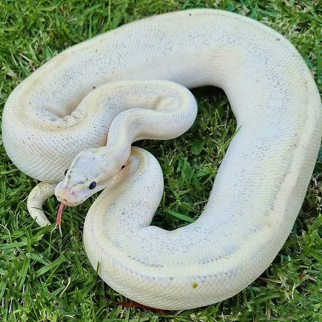 Puma Ball Python by Reptilian Zillion Royals - MorphMarket