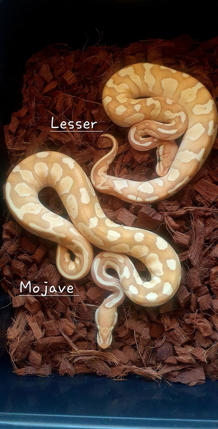 Mojave Banana Yellow Belly Ball Python by Reptilian Zillion Royals ...