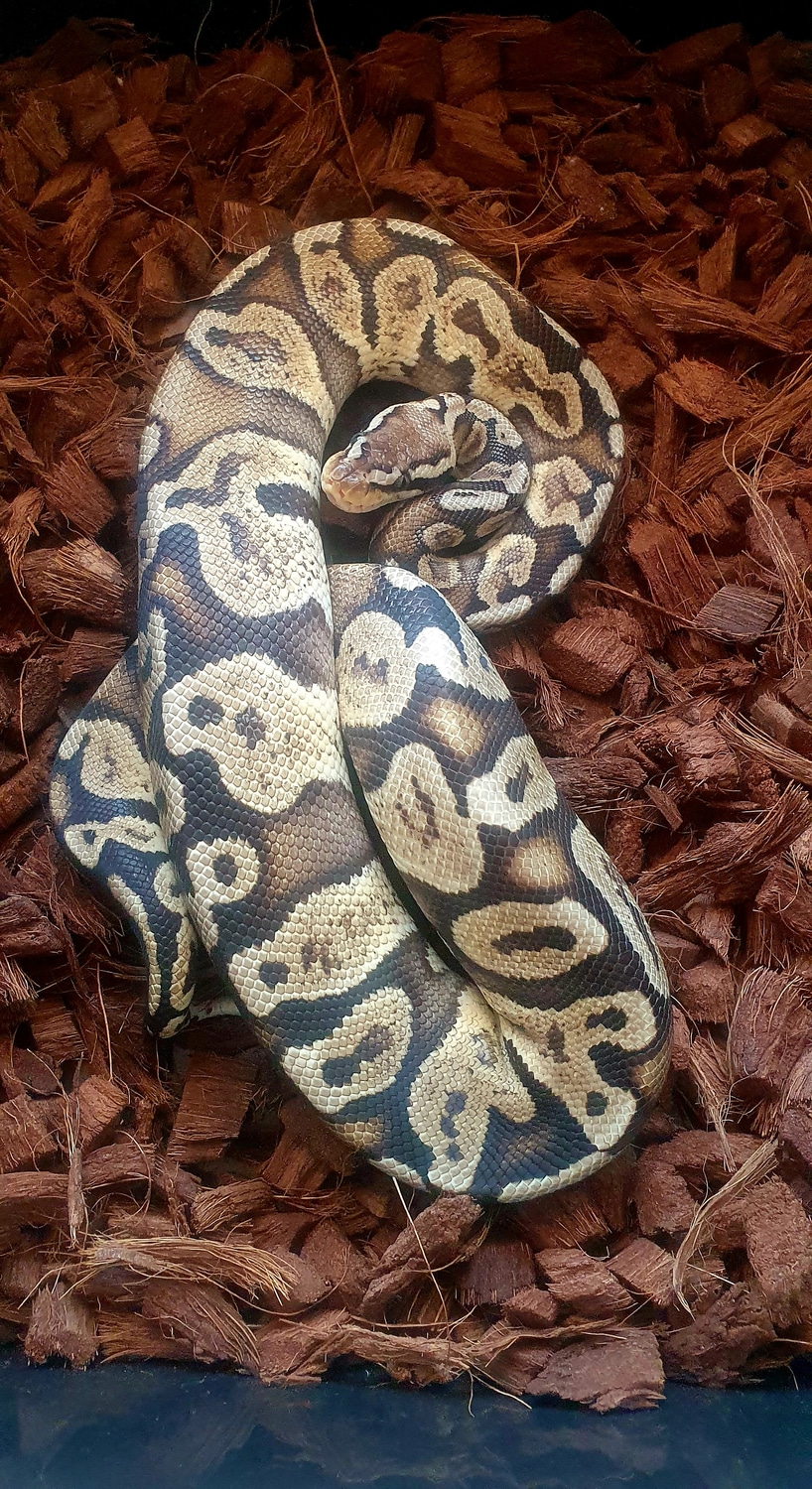 Pastel Super Ghi 66%het Axanthic Vpi Ball Python by Reptilian Zillion ...