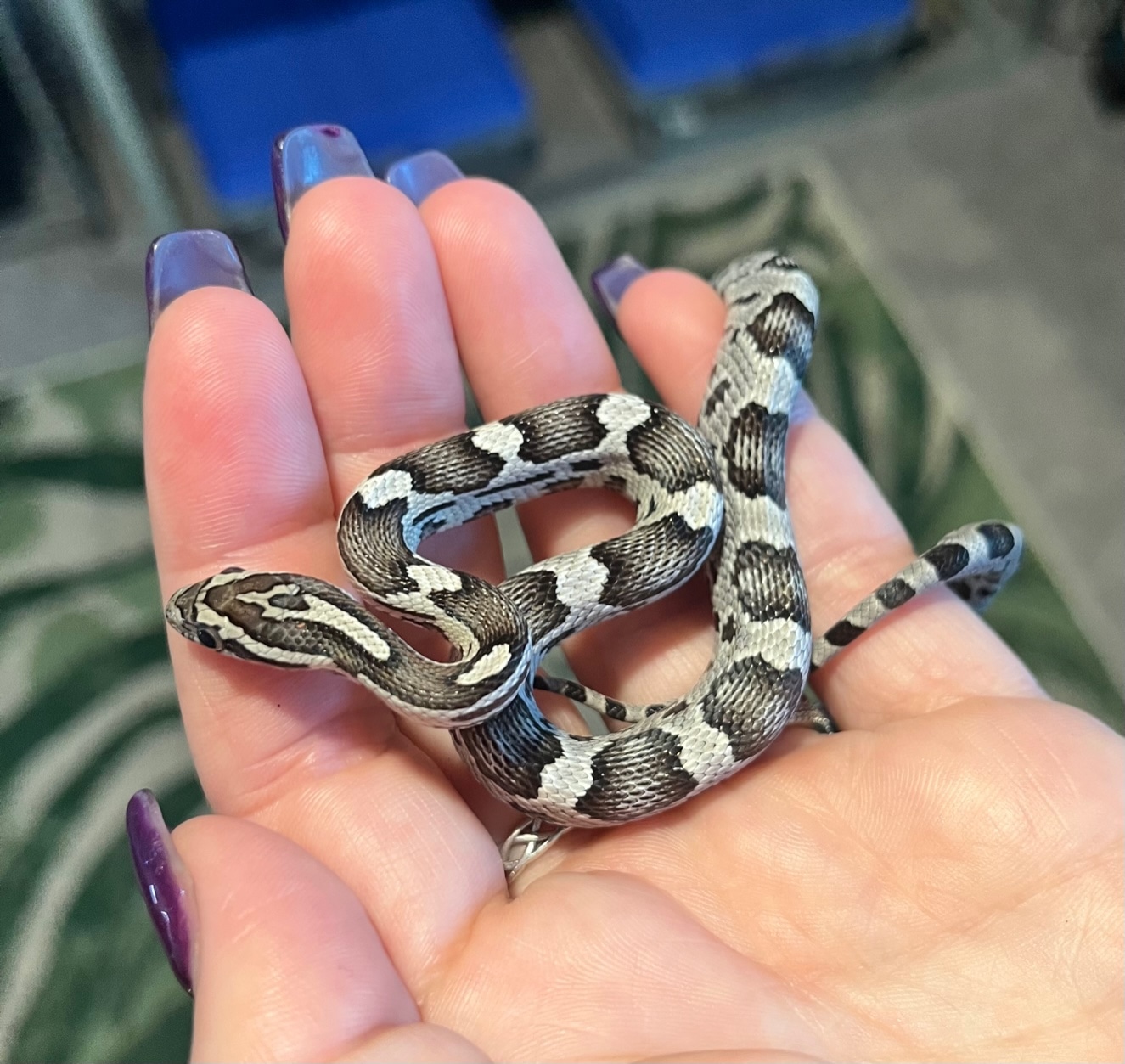 Anery Het Amel Okeetee Corn Snake by Kandycorn Snakes - MorphMarket