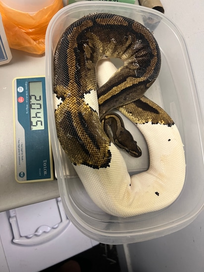 Adult Pied- Female- Proven Ball Python by Kevin Ballinger
