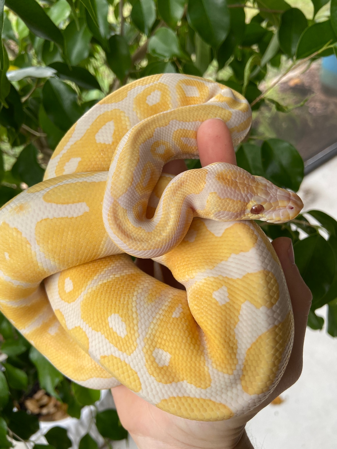 Lavender Albino Male Ball Python by Lively Lizards & Other Reptiles