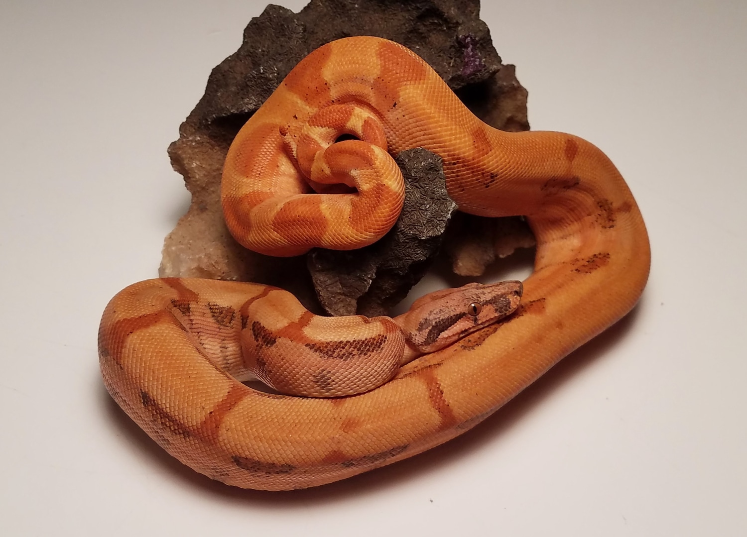 Sunset And Hypo Hog Island Boas Boa Constrictor by Snakemakers