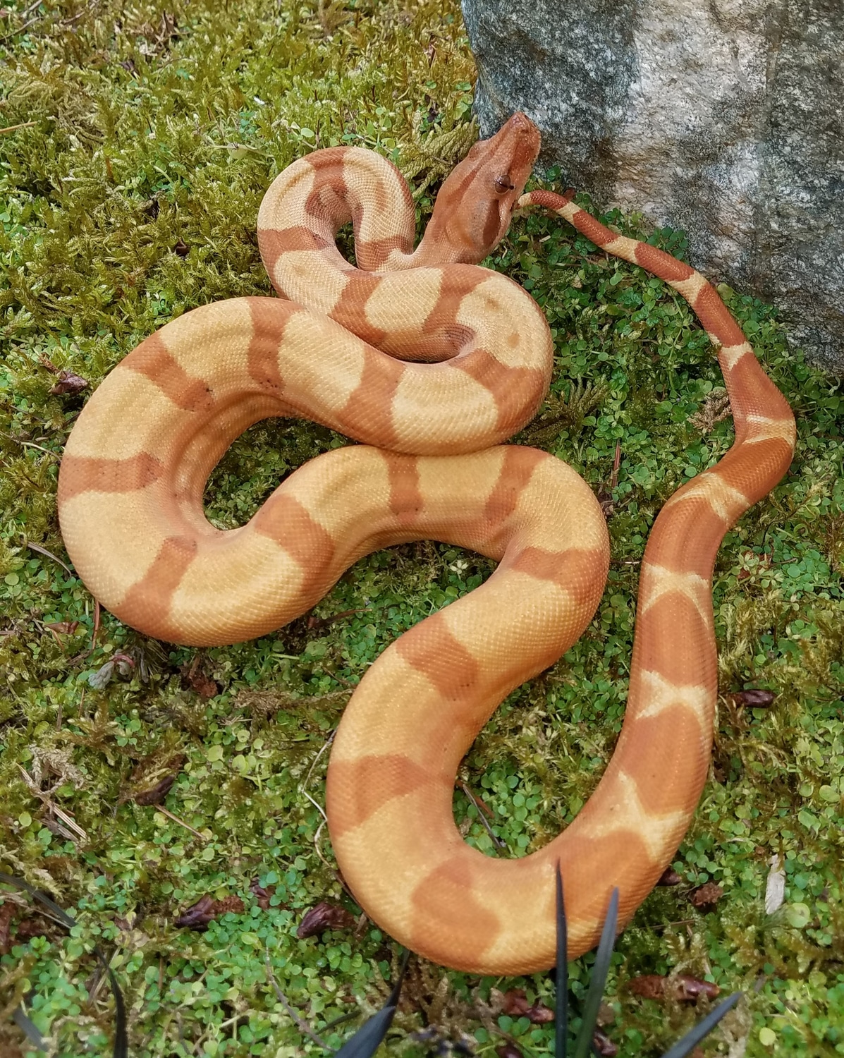 Sunset And Hypo Hog Island Boas Boa Constrictor by Snakemakers