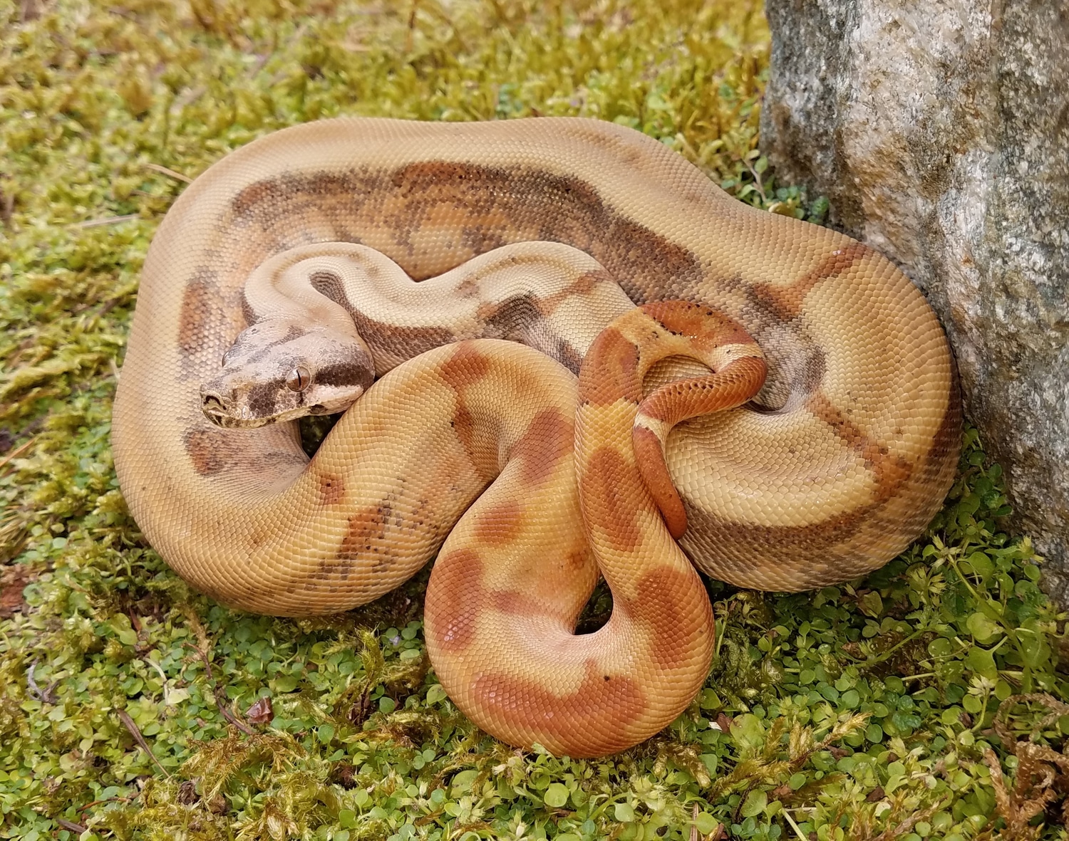 Hypo And Sunset Hog Island Boas Boa Constrictor by Snakemakers