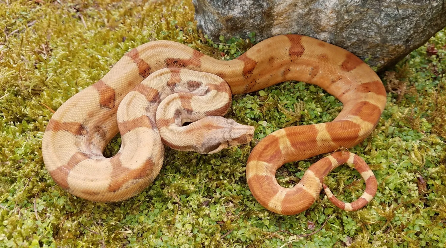 Sunset And Hypo Hog Island Boas Boa Constrictor by Snakemakers