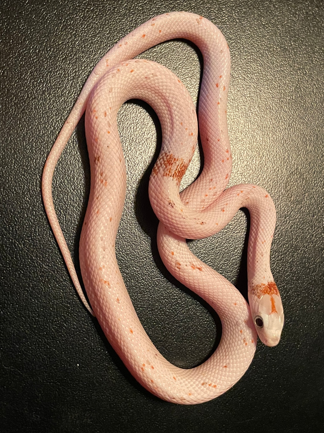 Palmetto Female Holdback Release Corn Snake by Kyle James MorphMarket