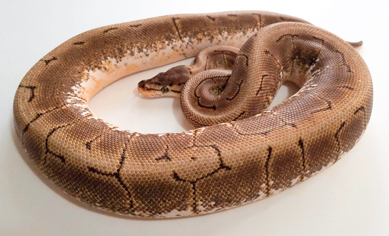 Spinner Ball Python by KBK Reptiles - MorphMarket