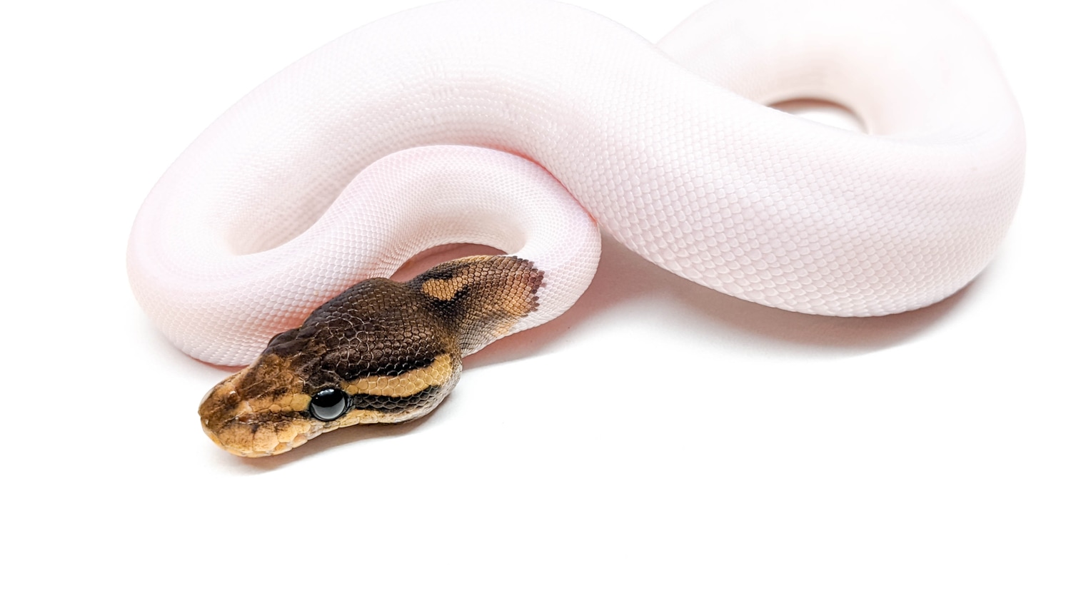 Cinnamon Pied Ball Python by KBK Reptiles - MorphMarket