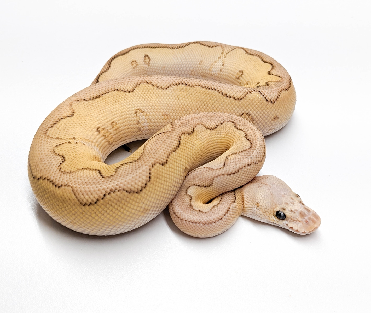 Pastel Lesser Blade Clown Pos YB Ball Pythons by KBK Reptiles - MorphMarket