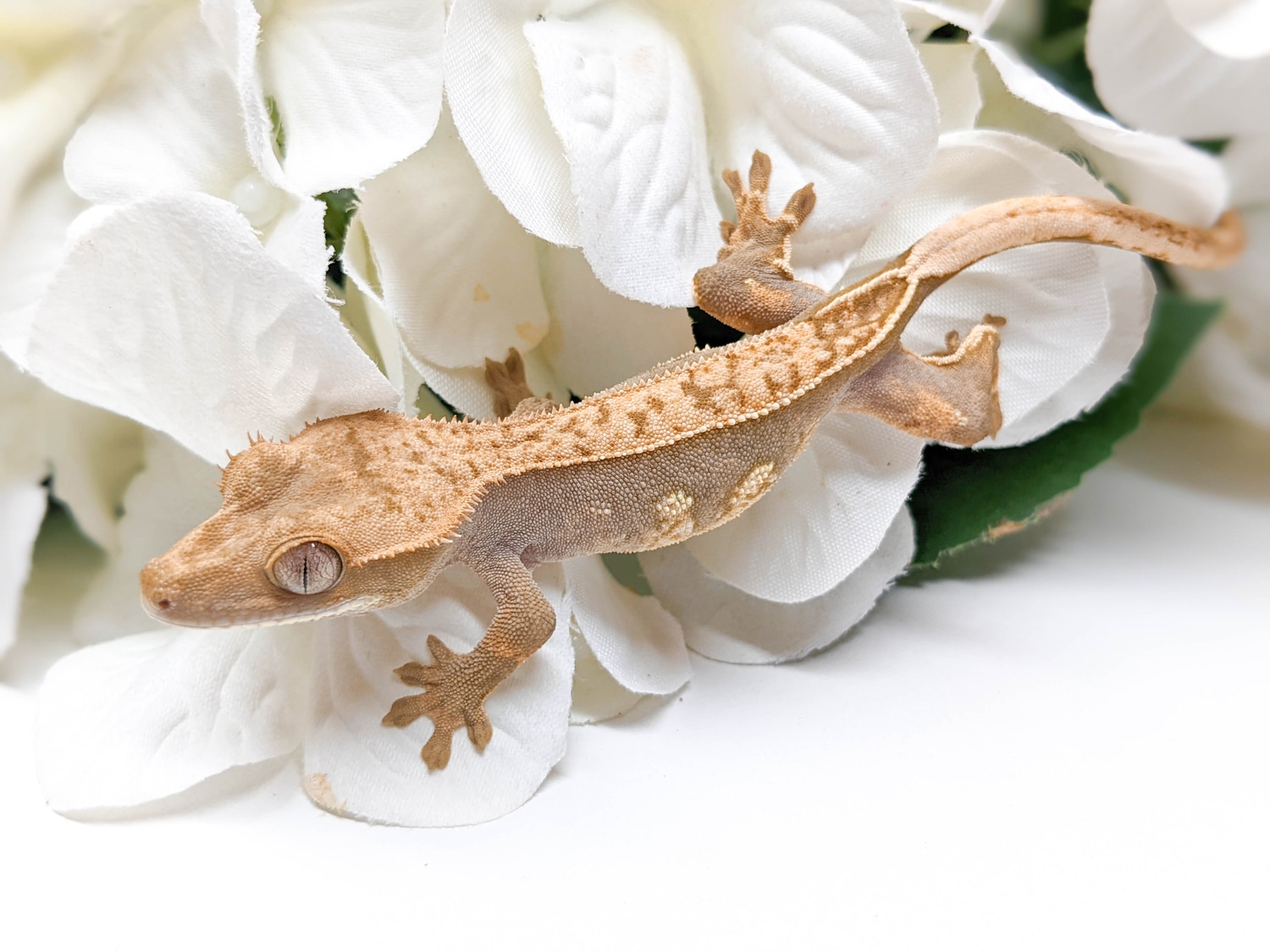 Harlequin Pinstripe Crested Gecko By KBK Reptiles MorphMarket harlequin-pinstripe-crested-gecko-by-kbk-reptiles-morphmarket