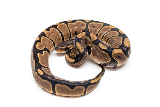 Normal PH VPI Axanthic Ball Python by KBK Reptiles