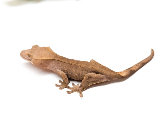 Patternless Crested Gecko By Kbk Reptiles