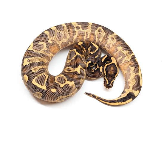 ●ONE BRILLIANT● KaliOB508Leopard Kali-OB508-Leopard MorphMarket on X: 