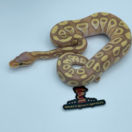 靴 OUR LEGACY snake in size40 OUR LEGACY snake in size40