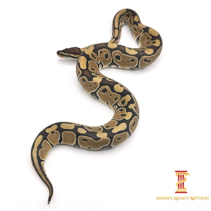 OUR LEGACY snake in size40