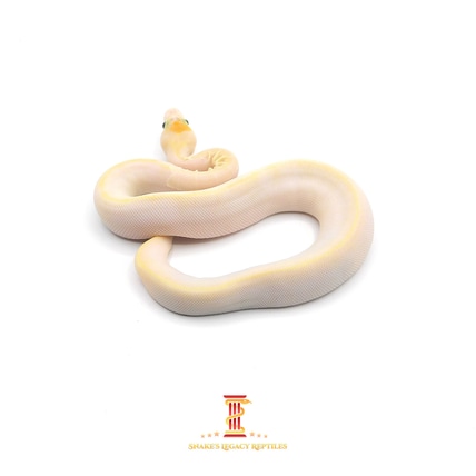 OUR LEGACY snake in size40