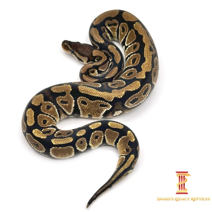 靴 OUR LEGACY snake in size40 OUR LEGACY snake in size40