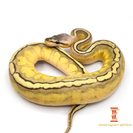 靴 OUR LEGACY snake in size40 OUR LEGACY snake in size40