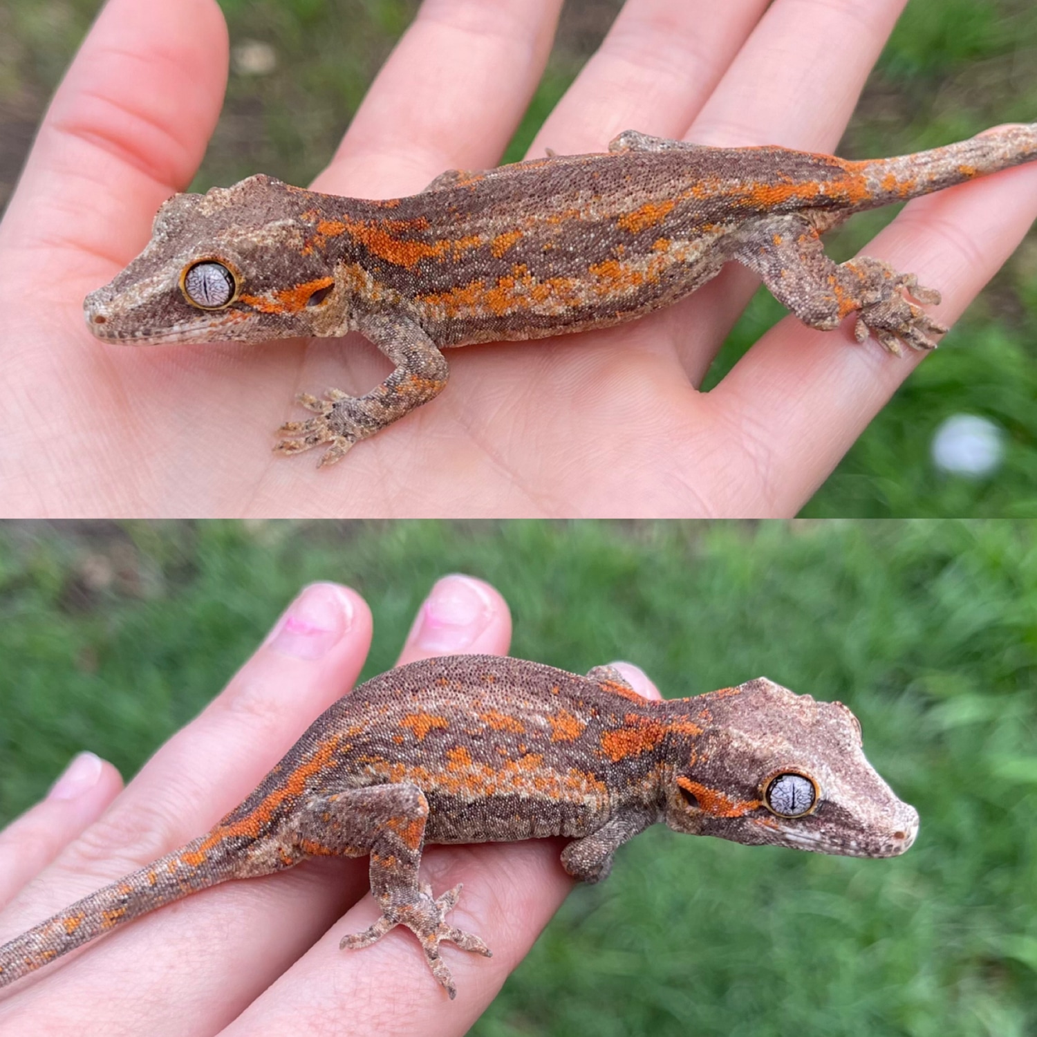 PbVo11201 Gargoyle Gecko by KC Geckos MorphMarket