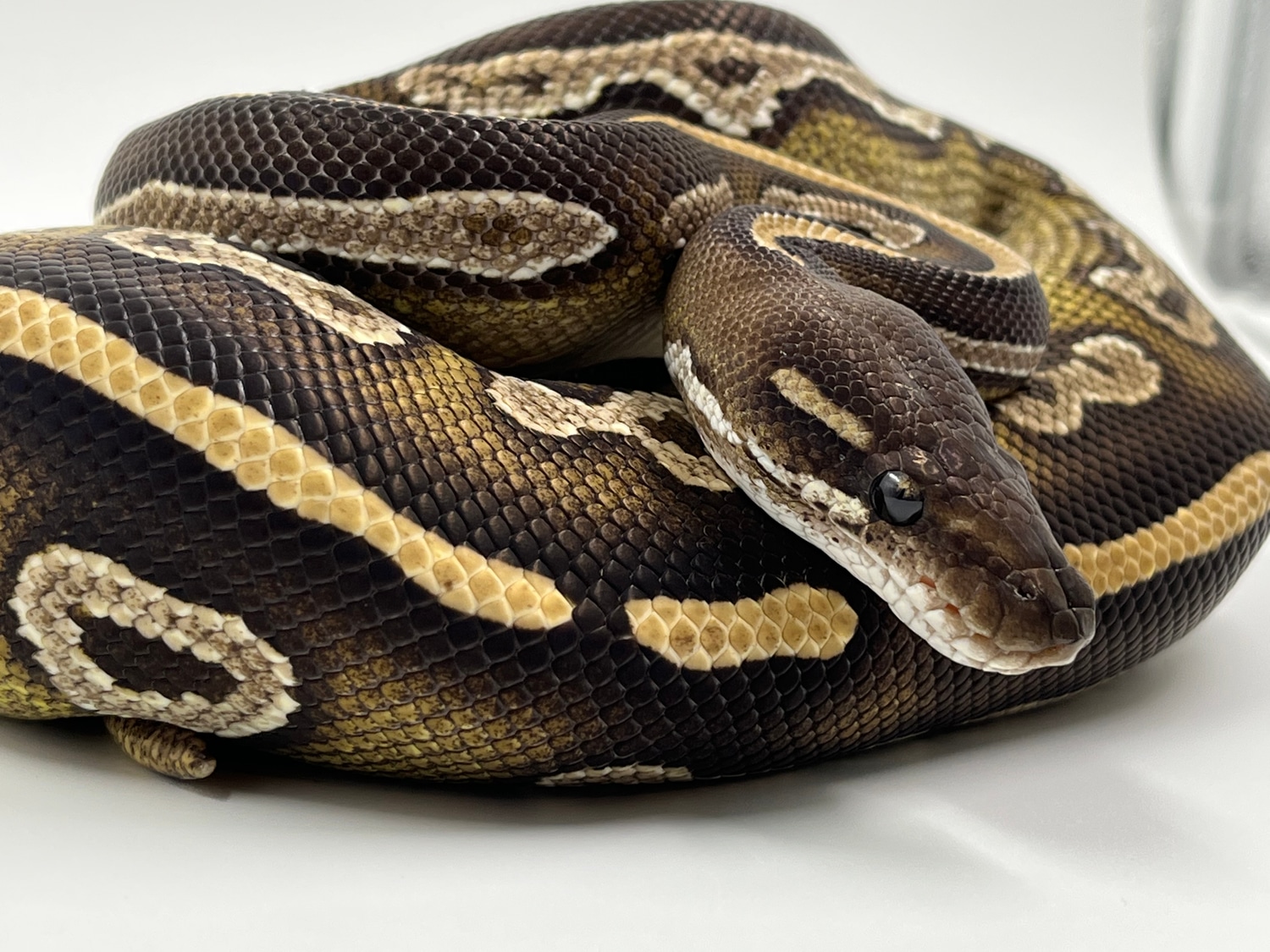 Black Head Mojave Red Gene Ringer Gene Ball Python by Black Label Balls ...