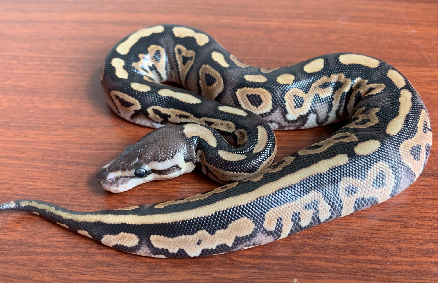 Cinnamon 50% Het Clown 50% Het Piebald Ball Python by Sno-King Reptiles ...