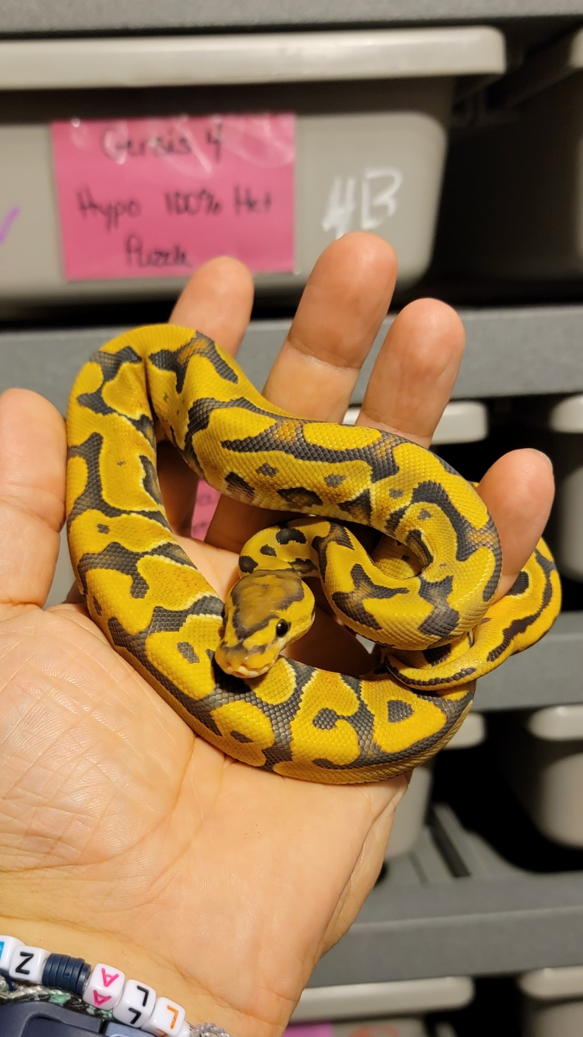 Hypo Puzzle Ball Python by Alien Reptile - MorphMarket