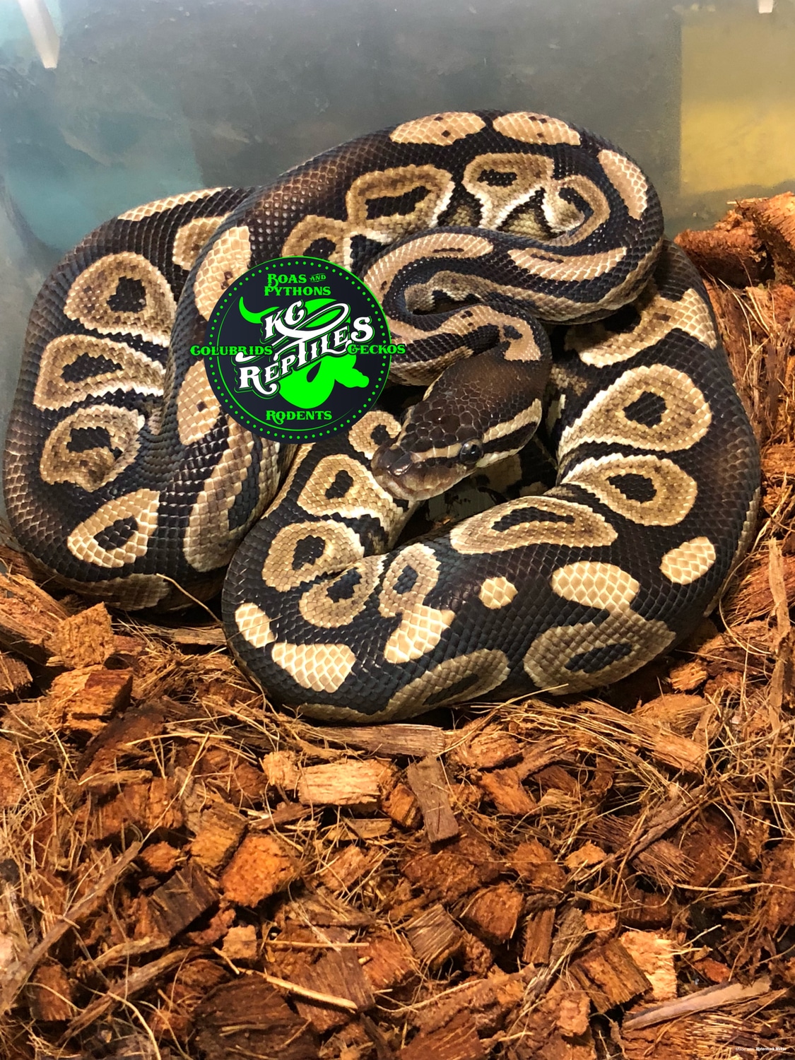 Honey HRA Ball Python by Kcreptiles - MorphMarket