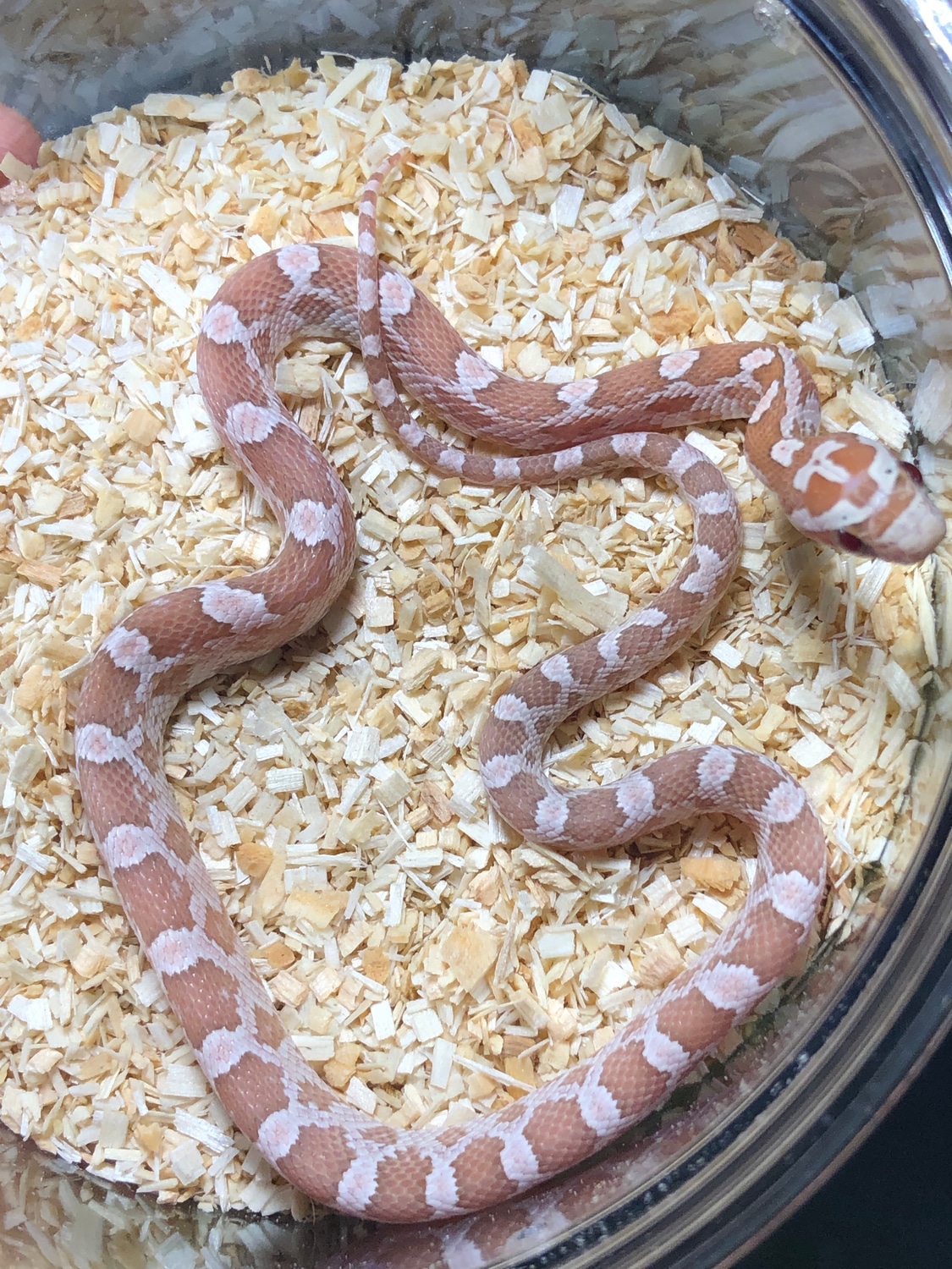 Strawberry Anery Het Diffused Corn Snake by Kcreptiles - MorphMarket