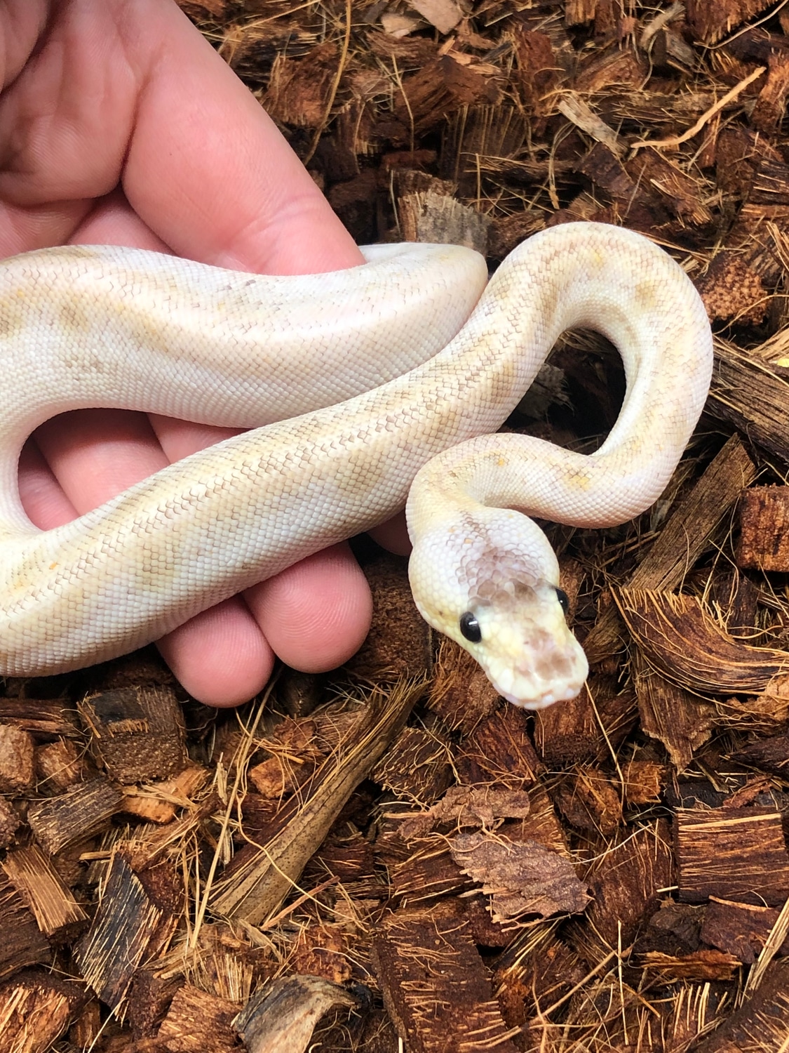 Pastel Enchi Champagne Ball Python by Kcreptiles MorphMarket