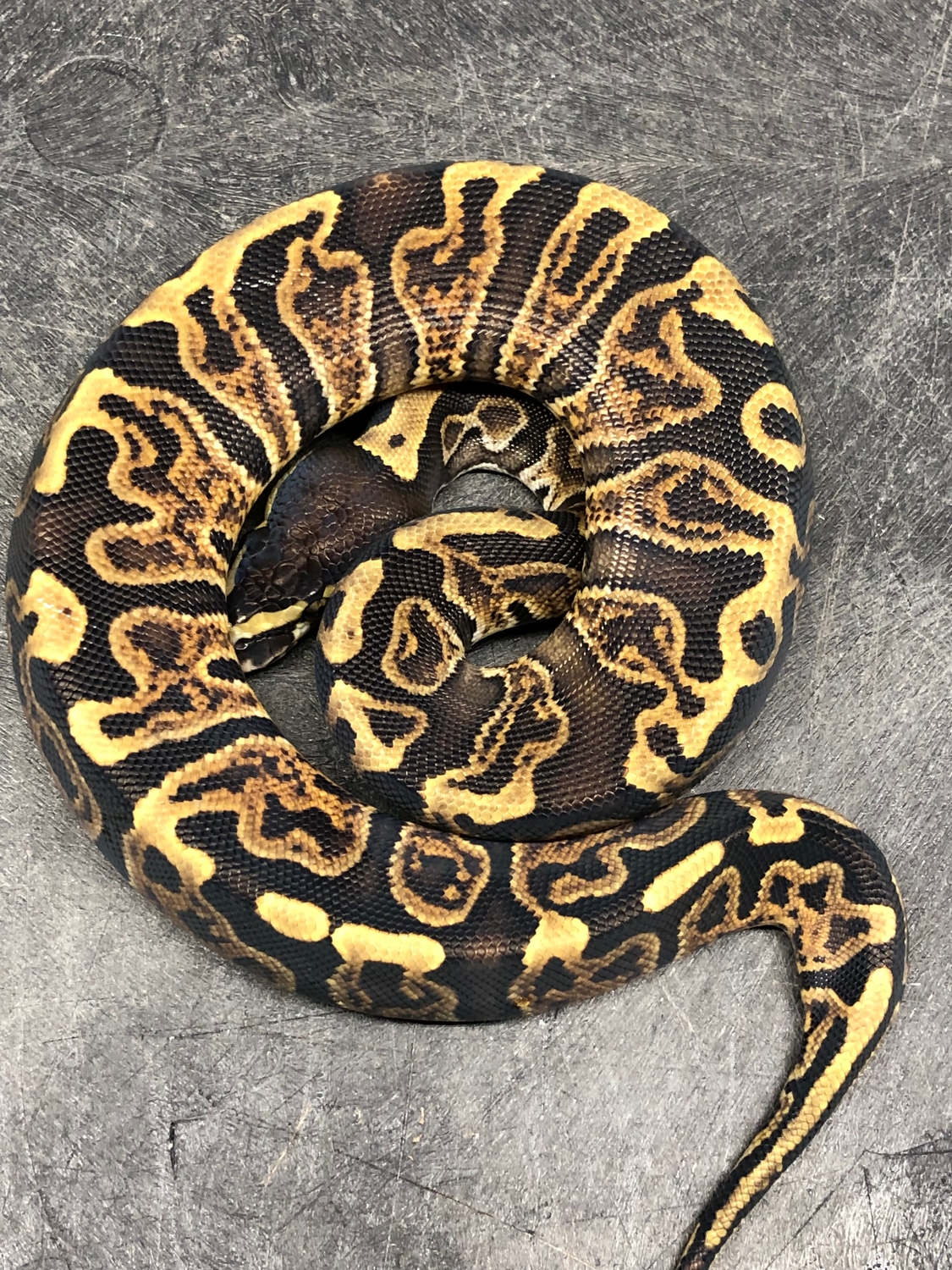 GHI Ball Python by Kcreptiles - MorphMarket
