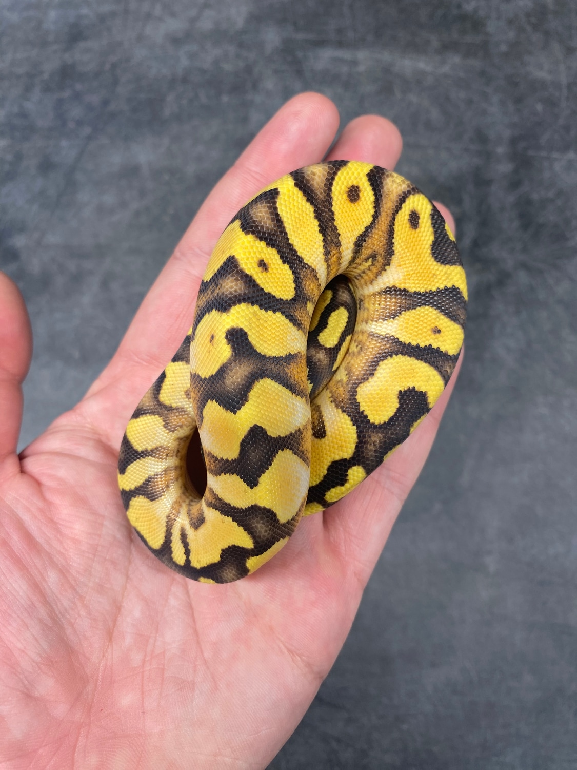 Pastel Enchi Calico Yb Ball Python by Kcreptiles - MorphMarket