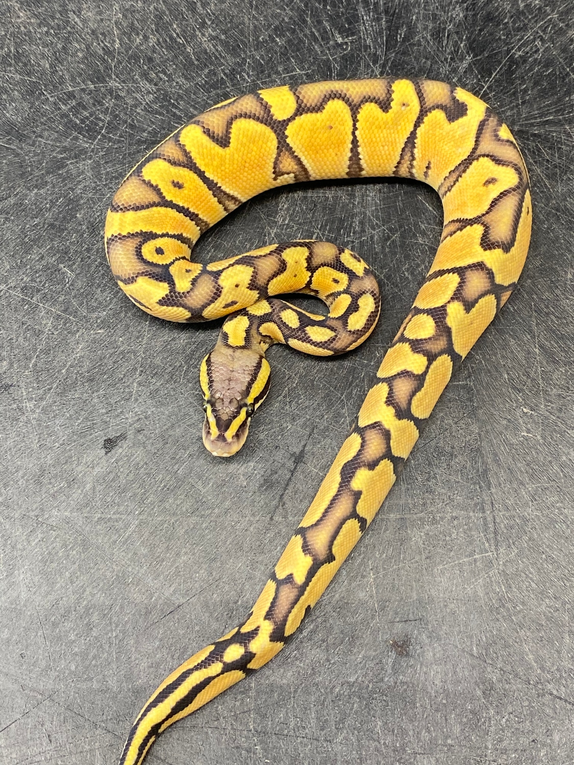 Hypo Pastel Enchi Ball Python by Kcreptiles MorphMarket