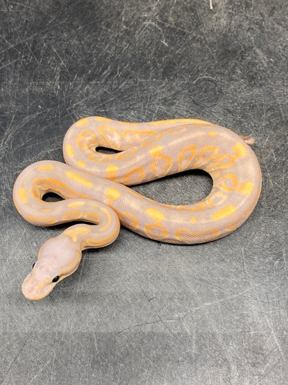 Banana Black Pastel Ball Python by Kcreptiles