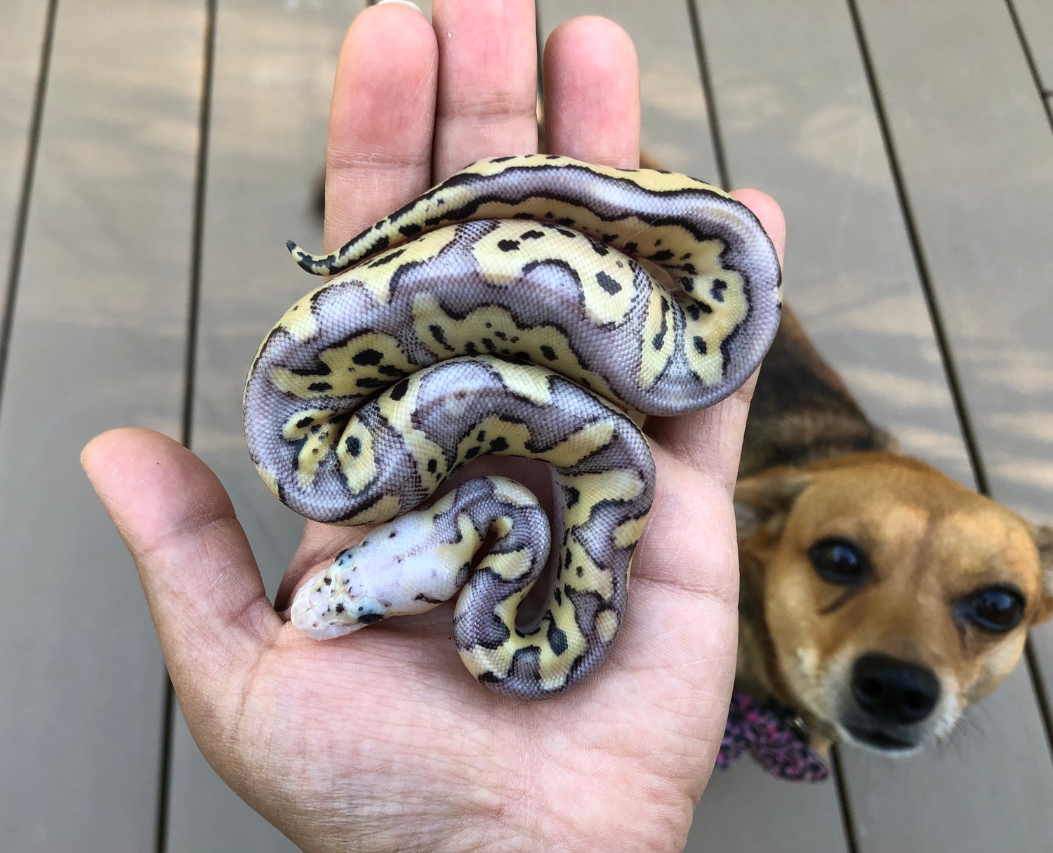Pastel Fire Clown 50% Het Desert Ghost Ball Python by KC's Royal ...