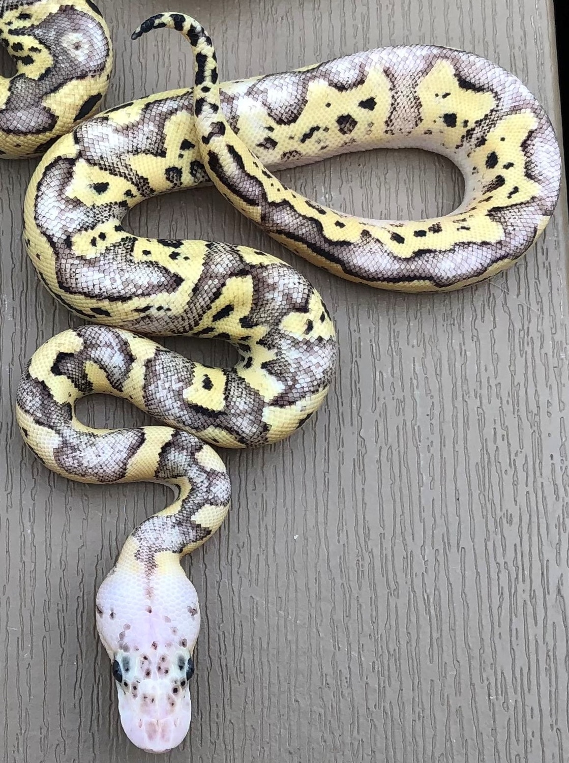 Pastel Fire Clown 50 Het Desert Ghost Ball Python by KC's Royal