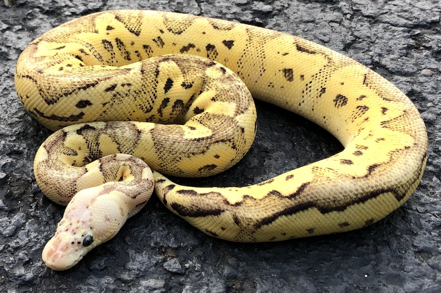 Pastel Fire Clown 50% Het Desert Ghost Ball Python by KC's Royal ...