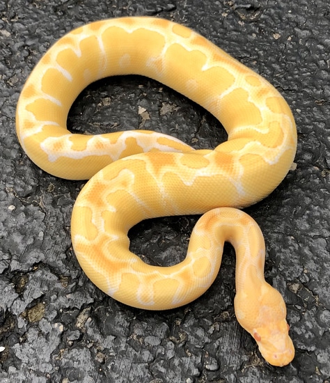 Albino Clown Ball Python by KC's Royal Pythons