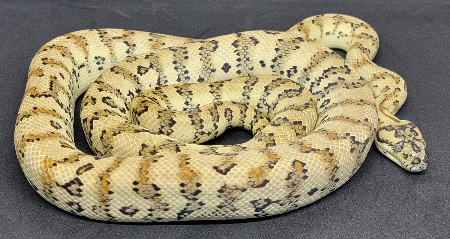 2020 Male Pos Super Caramel Diamond Jungle Jag Other Carpet Python by ...