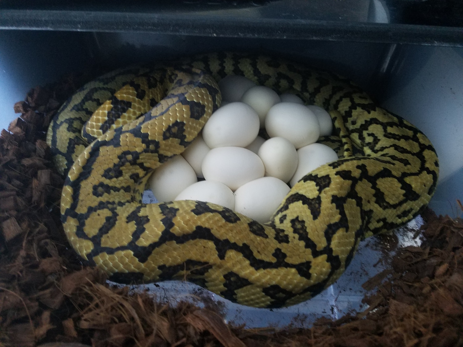 2018 Diamond Jungle Jag Female Other Carpet Python by KD Selective ...
