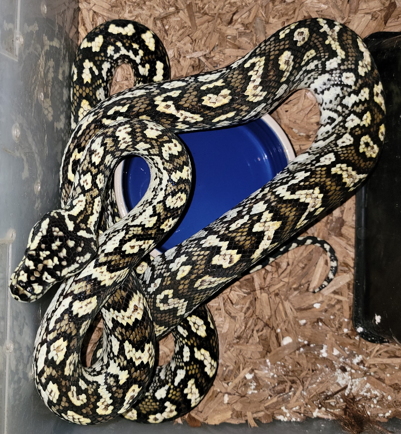 2018 Male Caramel Diamond Jungle Other Carpet Python by KD Selective ...
