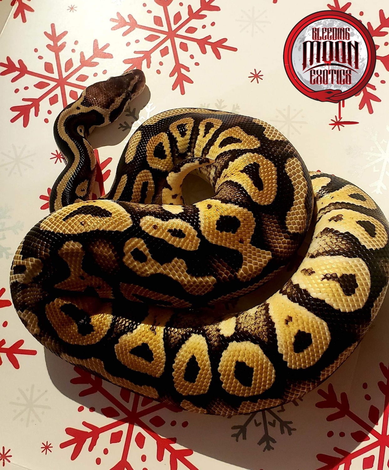 Pastel Mystic Ball Python by Bleeding Moon Exotics - MorphMarket